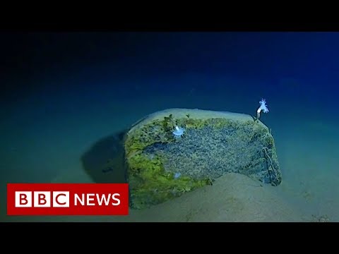 Mariana Trench: Record-breaking journey to the bottom of the ocean - BBC News