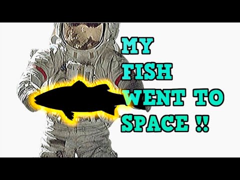 My Fish Went to SPACE !!